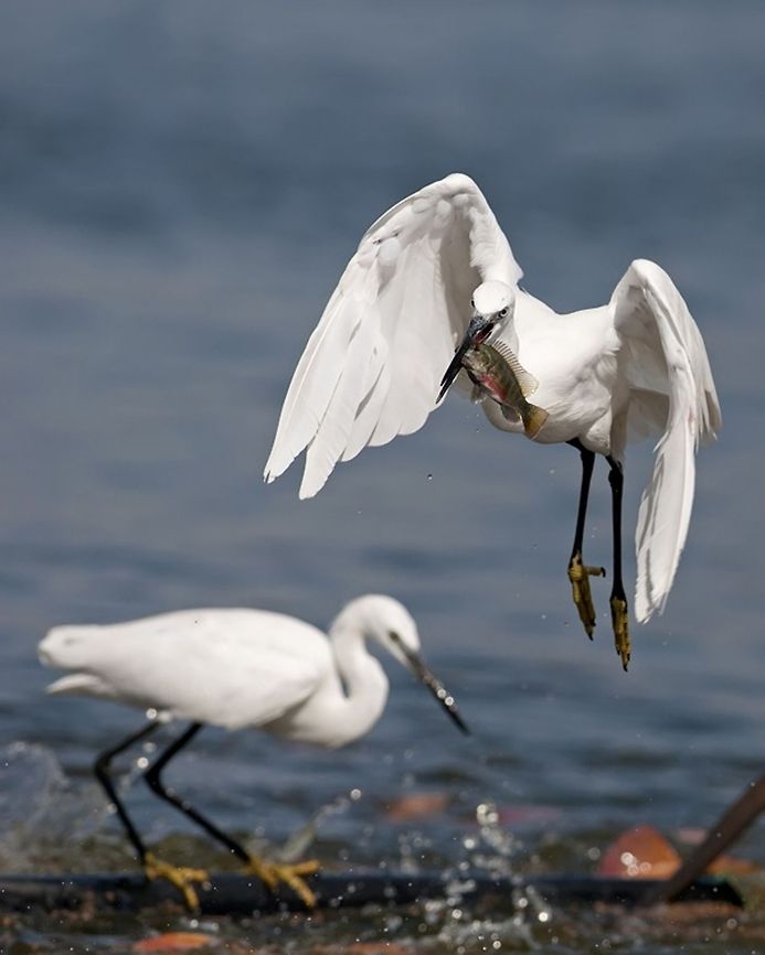 Caught trying to catch Little Egret takes of from the water after having snatched a fish from the water. Ardeidae,Birds,Egretta garzetta,Geotagged,Israel,Little Egret