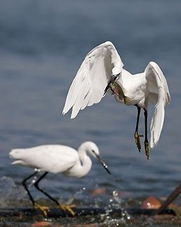 Caught trying to catch Little Egret takes of from the water after having snatched a fish from the water. Ardeidae,Birds,Egretta garzetta,Geotagged,Israel,Little Egret