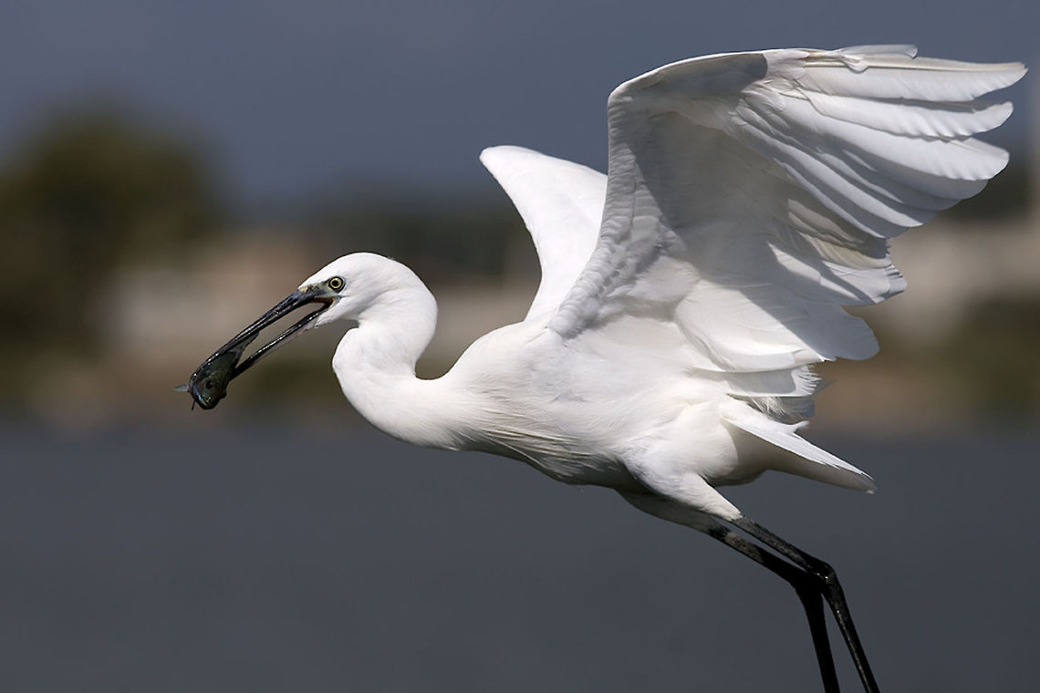 Little Egret Caught a fish A sideview closeup of a white Little Egret with a fish in his beak. Ardeidae,Birds,Egretta garzetta,Geotagged,Israel,Little Egret