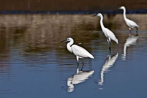 Third Little Egret Three L:ittle Egrets stand in the water, in perfect perspective with a great reflection. Ardeidae,Birds,Egretta garzetta,Geotagged,Israel,Little Egret