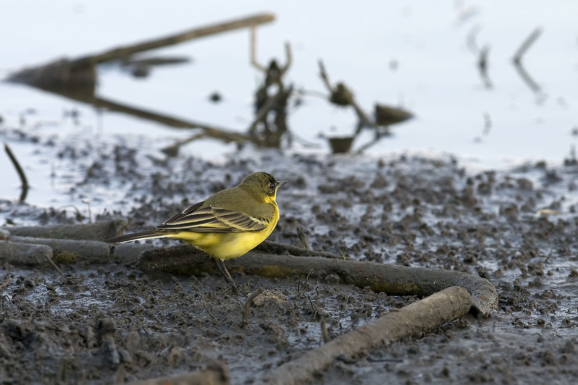 Yellow Wagtail Bird A small yet very bightly yellow coloured WagTail Bird scouts the edge of a river. Birds,Geotagged,Israel,Motacilla flava,Passeridae,Passeriformes,Yellow Wagtail