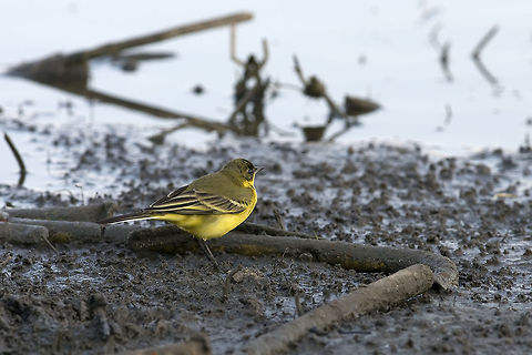 Yellow Wagtail Bird A small yet very bightly yellow coloured WagTail Bird scouts the edge of a river. Birds,Geotagged,Israel,Motacilla flava,Passeridae,Passeriformes,Yellow Wagtail