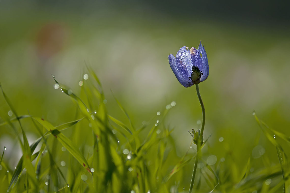 Single purple flower A gorgeous blue anemone amidst a fresh field of grass. Anemone,Anemone coronaria,Flowers,Spanish marigold