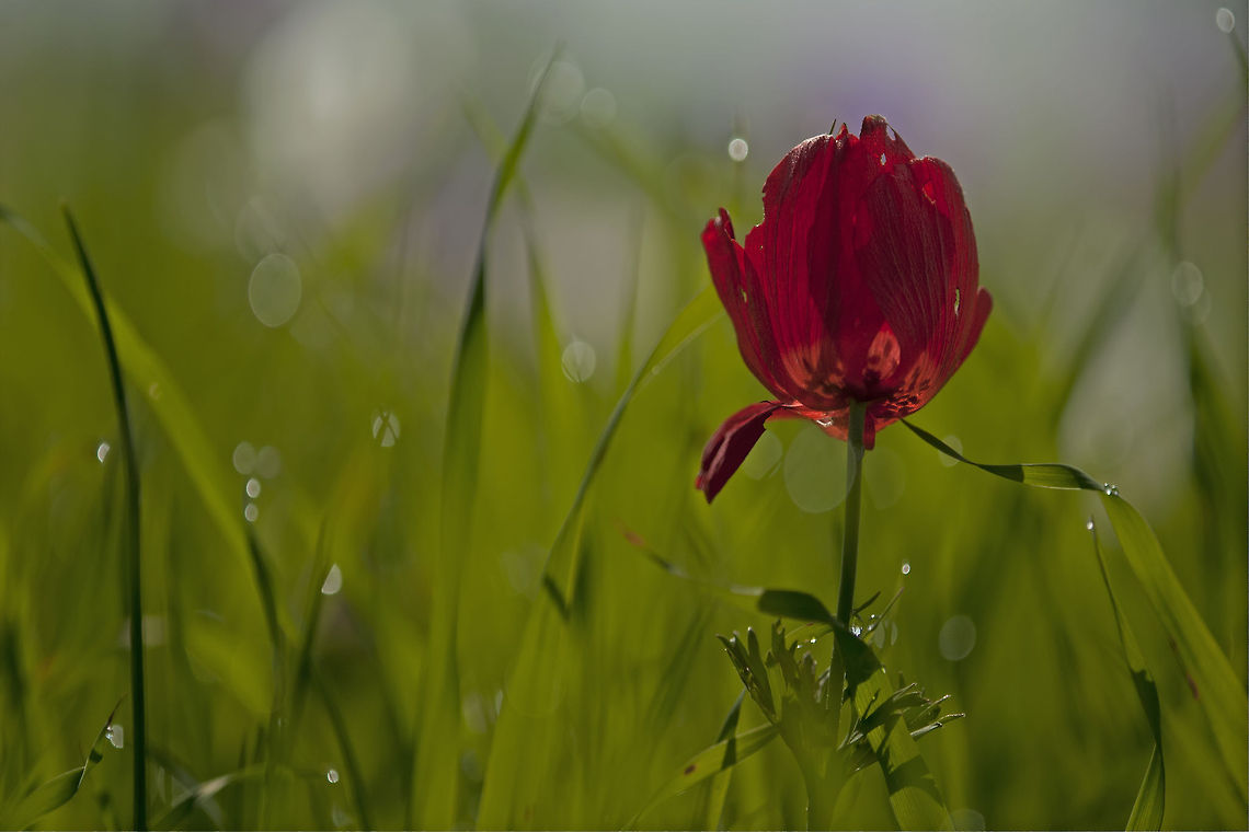 Red flower in a green field A beautiful red flower stands alone amongst a field of fresh green grass. Anemone,Anemone coronaria,Flowers,Spanish marigold