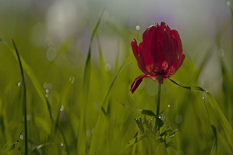 Red flower in a green field A beautiful red flower stands alone amongst a field of fresh green grass. Anemone,Anemone coronaria,Flowers,Spanish marigold