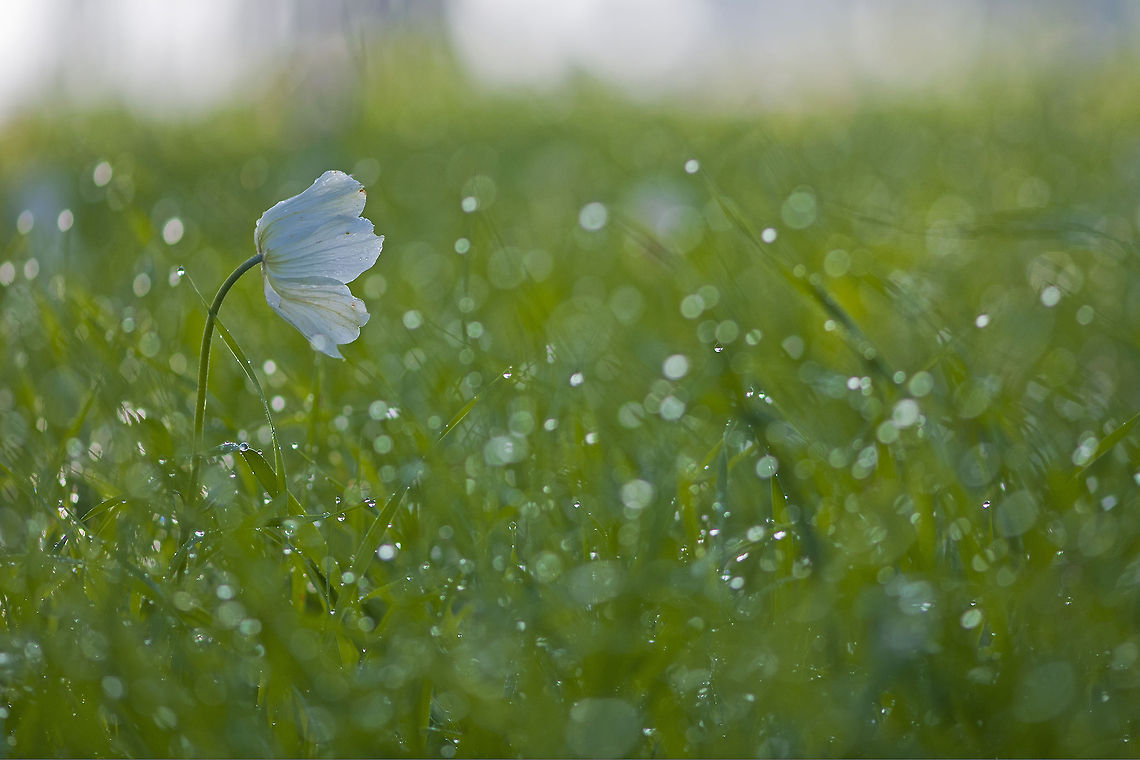 White flower in a windy green field A white flower in a green field is blown by the wind. Anemone,Anemone coronaria,Flowers,Spanish marigold