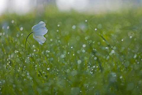 White flower in a windy green field A white flower in a green field is blown by the wind. Anemone,Anemone coronaria,Flowers,Spanish marigold