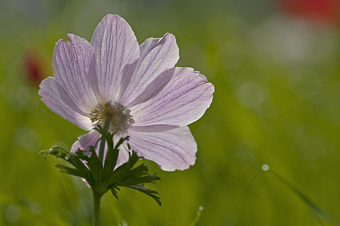 White / Purple Anemone closeup A closeup of a beautiful Anemone flower collecting sunlight. Anemone,Anemone coronaria,Flowers,Spanish marigold