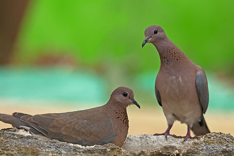 Two Streptopelia senegalensis Two Streptopelia senegalensis (Laughing Dove) sit together. Birds,Geotagged,Israel,Laughing Dove,Pigeons,Spilopelia senegalensis,Streptopelia senegalensis
