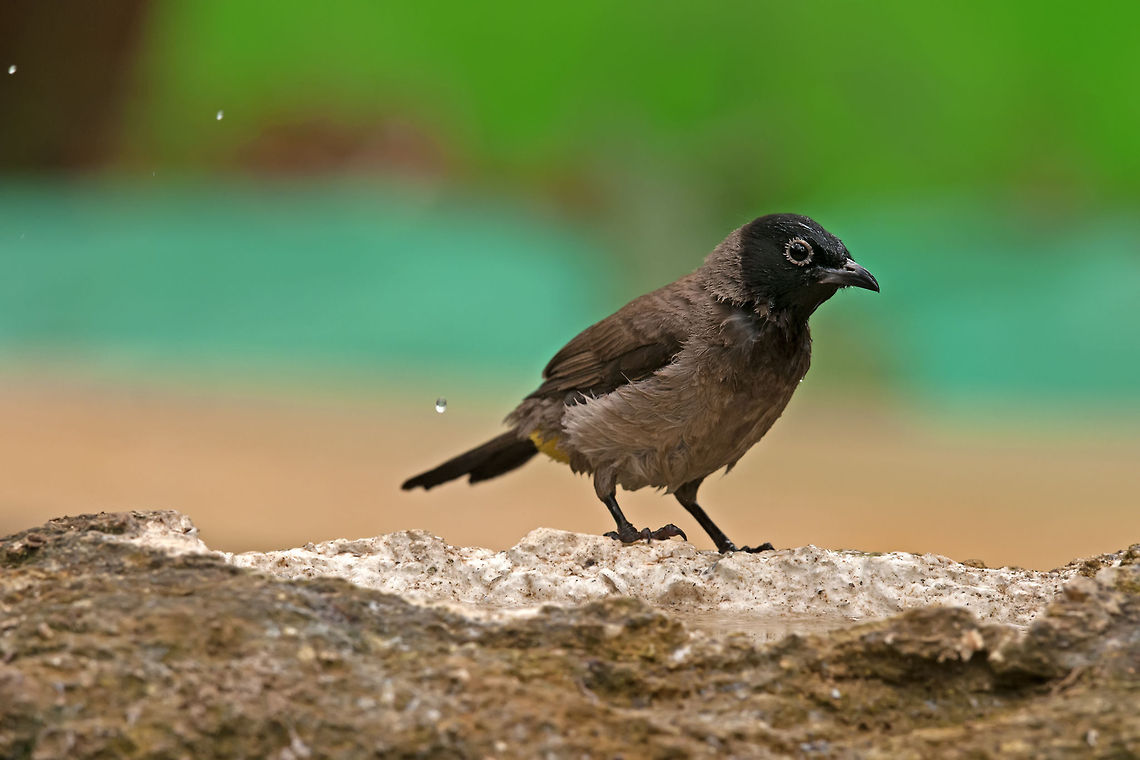 Bulbul sideview A lovely bulbul bird with characteristic black head. Birds,Geotagged,Israel,Pycnonotus erythropthalmos,Pycnonotus xanthopygos,Spectacled Bulbul