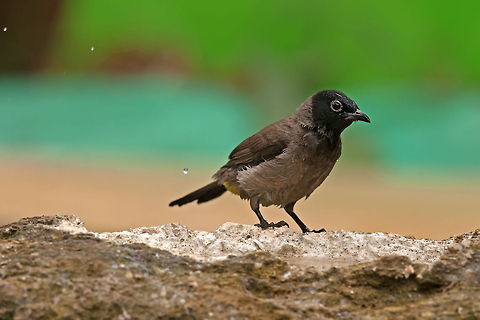 Bulbul sideview A lovely bulbul bird with characteristic black head. Birds,Geotagged,Israel,Pycnonotus erythropthalmos,Pycnonotus xanthopygos,Spectacled Bulbul