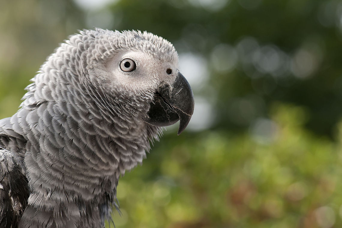Jacko (African Grey Parrot) African Grey parrot closeup. African Grey Parrot,Birds,Geotagged,Israel,Parrots,Psittacus,Psittacus erithacus