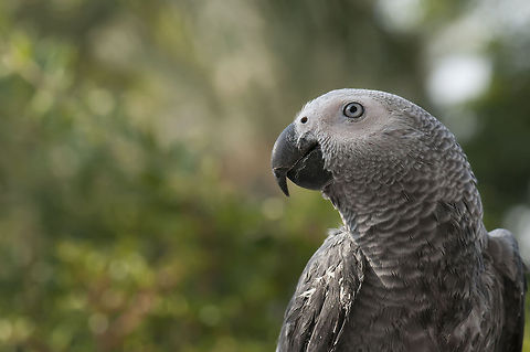 Looking cool (African Grey Parrot) Grey Parrot sideview African Grey Parrot,Birds,Geotagged,Israel,Parrots,Psittacus