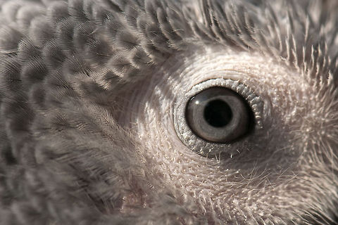 Close up of African Grey Parrot eye An extreme closeup on the eye of an African Grey Parrot. African Grey Parrot,Birds,Geotagged,Israel,Parrots,Psittacus