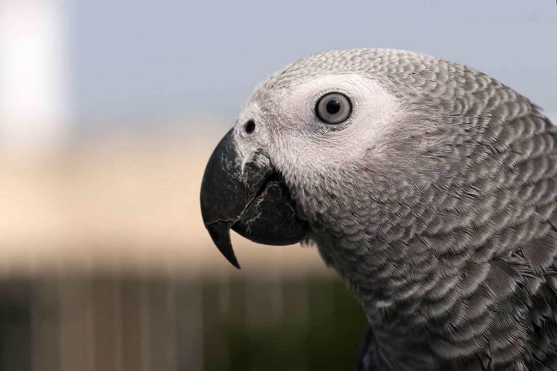 Calm Jacko (African Grey Parrot) Sideview closeup of an African Grey Parrot with beautiful neck feathers. African Grey Parrot,Birds,Geotagged,Israel,Parrots,Psittacus
