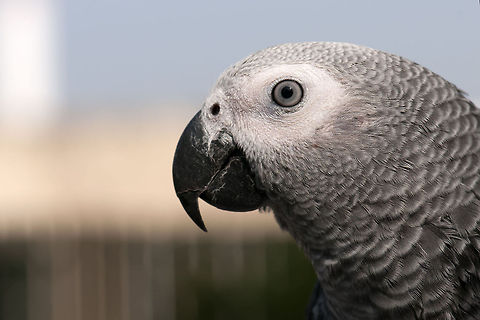 Calm Jacko (African Grey Parrot) Sideview closeup of an African Grey Parrot with beautiful neck feathers. African Grey Parrot,Birds,Geotagged,Israel,Parrots,Psittacus