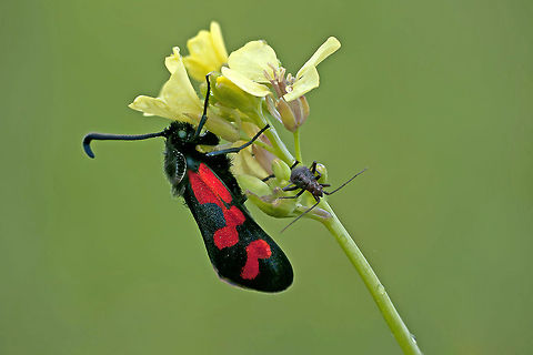 Burnet moth hanging on to a flower Very colorful Burnet Moth (black and red) hangs on to a flower. Burnet Moth,Geotagged,Insects,Israel,Macro,Moth,Zygaena graslini