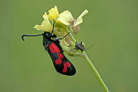 Burnet moth hanging on to a flower Very colorful Burnet Moth (black and red) hangs on to a flower. Burnet Moth,Geotagged,Insects,Israel,Macro,Moth,Zygaena graslini