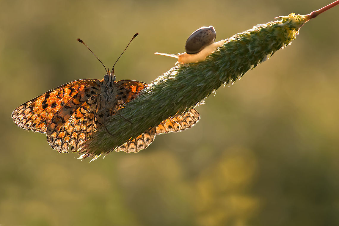 Snail meeting with a butterfly A large beautiful butterfly lands on some wheat to find it already occupied by a snail. Butterfly,Geotagged,Humor,Israel,Macro,Melitaea,snail
