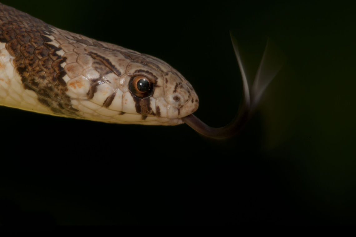 Snake with tongue out Beautiful closeup action shot of a snake with its rapidly moving tongue out. Geotagged,Israel,Snakes