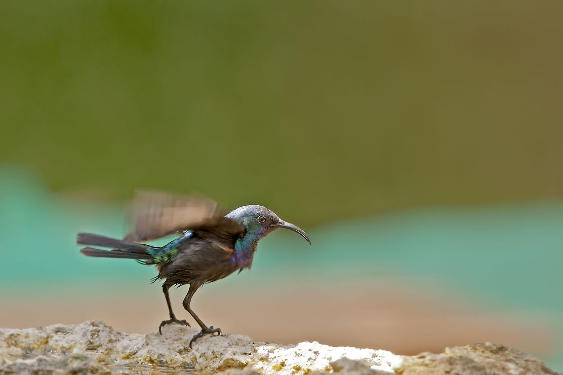 Nectariniidae Dancer A gorgeous Palestine sunbirds rapidly flaps its wings. Birds,Cinnyris osea,Cinnyris oseus,Geotagged,Israel,Nectariniidae,Northern Orange-tufted Sunbird,Palestine Sunbird,Palestine sunbird