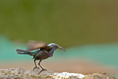 Nectariniidae Dancer A gorgeous Palestine sunbirds rapidly flaps its wings. Birds,Cinnyris osea,Cinnyris oseus,Geotagged,Israel,Nectariniidae,Northern Orange-tufted Sunbird,Palestine Sunbird,Palestine sunbird
