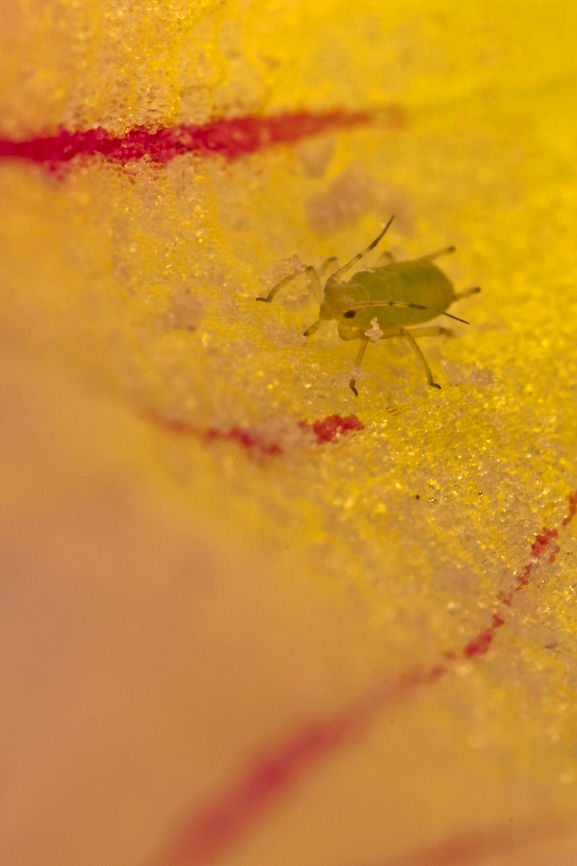 Sternorrhyncha On a yellow background Sternorrhyncha is a suborder of the Hemiptera which contains the aphids, whiteflies, and scale insects, groups which were traditionally included in the order Homoptera. "Sternorrhyncha" refers to the rearward position of the mouthparts relative to the head. Distributed worldwide, all members of this group are plant-feeders (phytophagous), and many are major crop and ornamental pests. Many exhibit modified morphology and/or life cycles, including phenomena such as flightless morphs, parthenogenesis, sexual dimorphism, and even eusociality. Aphids,Geotagged,Insects,Israel,Macro,Sternorrhyncha