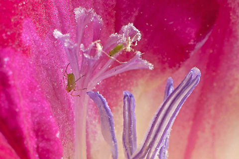 Sternorrhyncha In flower Two Sternorrhyncha sit in a beautiful pink flower  Aphids,Geotagged,Insects,Israel,Macro,Sternorrhyncha