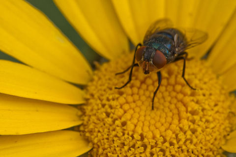 Fly on yellow flower Closeup of a fly in the core of a bright yellow flower. Fly,Geotagged,Israel,insects,macro,yellow flower