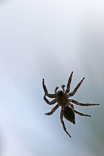 Spider from a different angle  Geotagged,Israel,insects,macro