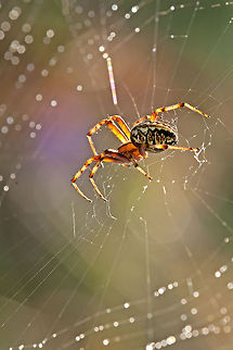 Spider surrounded by diamonds A spider walks around in its beautiful web lit by sunlight. Geotagged,Israel,Spider,macro