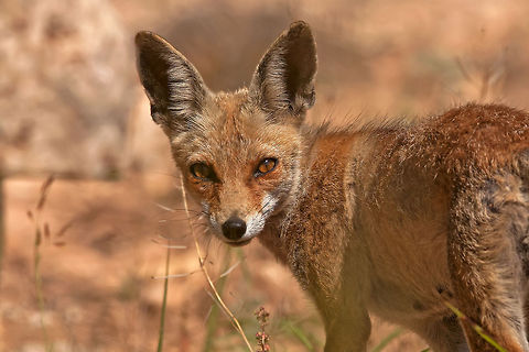 Fox in the wild  A skinny, bug-eared fox stares into the camera. Bat-eared fox,Canidae,Fox,Geotagged,Israel,Mammals,Otocyon megalotis,Red Fox,Vulpes vulpes,Vulpini