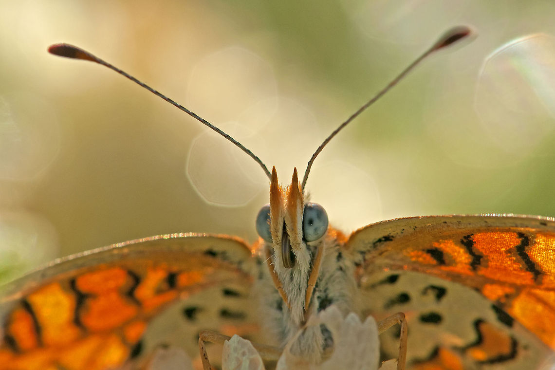 Butterfly close-up Front view closeup of an orange Butterfly. Butterfly,Geotagged,Israel,Melitaea,insects,macro,portrait