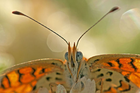 Butterfly close-up Front view closeup of an orange Butterfly. Butterfly,Geotagged,Israel,Melitaea,insects,macro,portrait