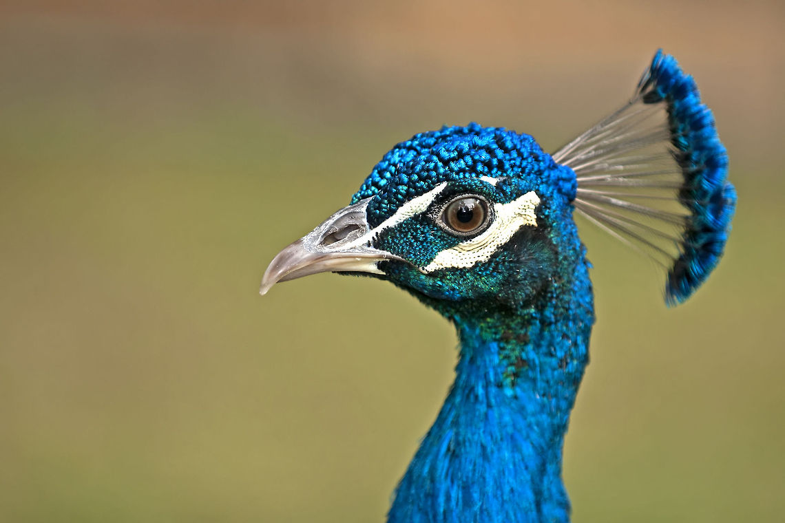 Proud peacock (pavo) Headshot of a male Peacock. Aves,Birds,Indian Peacock,Pavo,Pavo cristatus,Peacock,Phasianidae