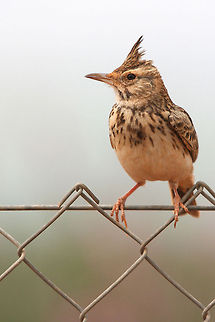 Galerida cristata on the fence  Crested Lark on a chain link fence. Birds,Crested Lark,Galerida cristata