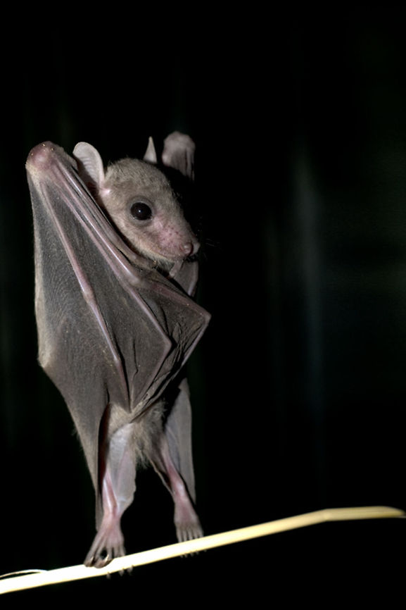 Egyptian Fruit Bat standing up  Egyptian Fruit Bat. Bats,Chiroptera,Egyptian Fruit Bat,Geotagged,Israel,Pteropodidae,Rousettus aegyptiacus