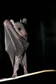 Egyptian Fruit Bat standing up  Egyptian Fruit Bat. Bats,Chiroptera,Egyptian Fruit Bat,Geotagged,Israel,Pteropodidae,Rousettus aegyptiacus