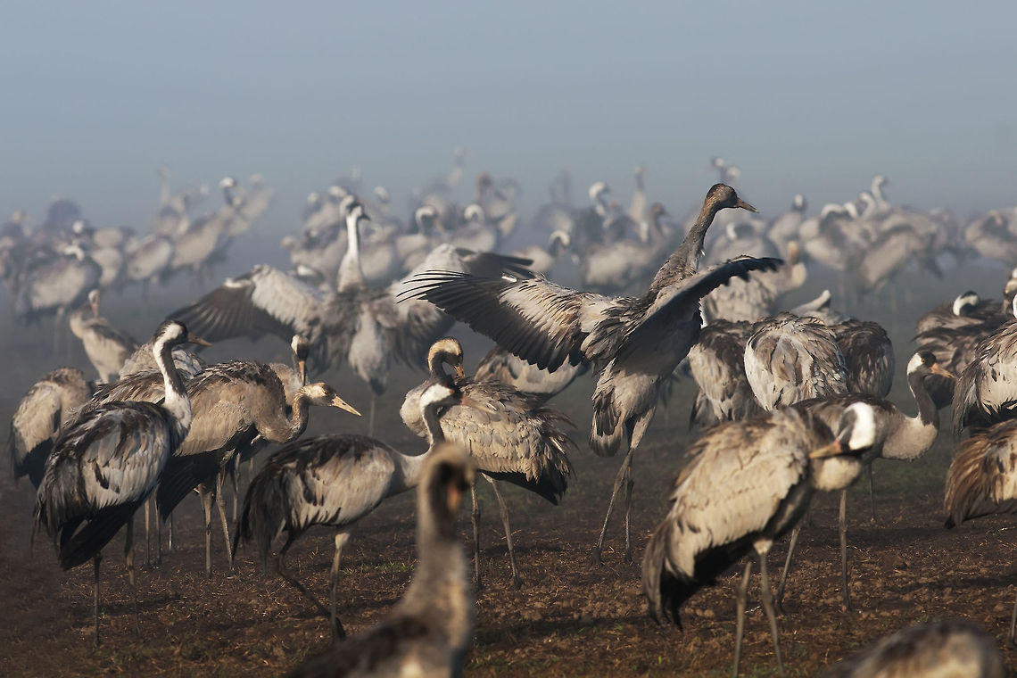 Large group of Cranes (Gruidae)  Aves,Birds,Common Crane,Crane,Geotagged,Gruidae,Grus grus,Israel