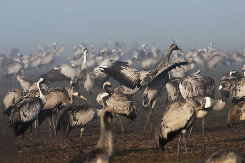 Large group of Cranes (Gruidae)  Aves,Birds,Common Crane,Crane,Geotagged,Gruidae,Grus grus,Israel