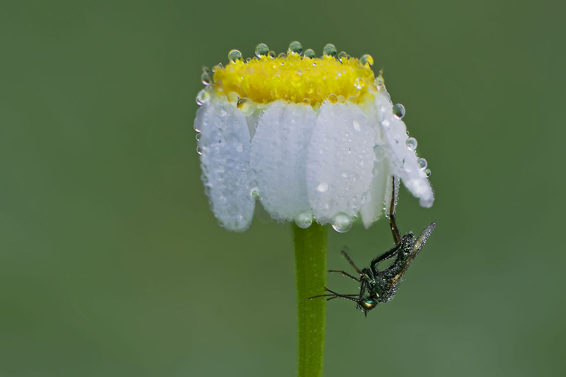 fly & flower A wet fly falling of a wet flower. Dewdrops,Flowers,Geotagged,Israel,droplets,fly,insects,macro
