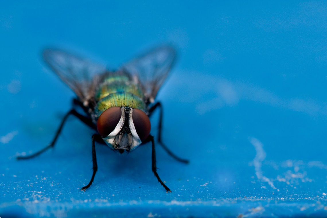 Fly on the blue surface  This fly is not that ugly after all.  Fly,Geotagged,Israel,insects,macro
