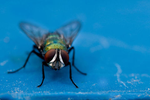 Fly on the blue surface  This fly is not that ugly after all.  Fly,Geotagged,Israel,insects,macro