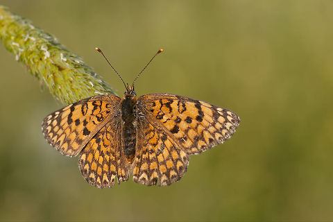 Butterfly spread his wings Beautiful orange/black butterfly on wheat. Butterfly,Geotagged,Israel,Melitaea,insects,macro
