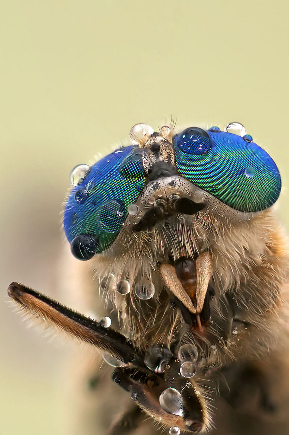 Fly eyes Compound eyes which look like a cool glasses :) Fly,Macro,compound eye,droplets,insects