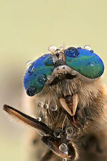 Fly eyes Compound eyes which look like a cool glasses :) Fly,Macro,compound eye,droplets,insects