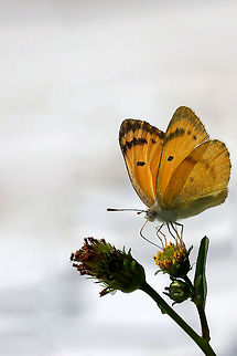 Orange butterfly Orange butterfly Butterfly,Colotis fausta,Insects,Large Salmon Arab,Macro,Wildflowers