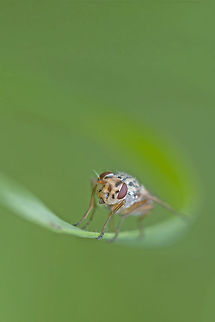 Fly in a green environment  Fly,insects,macro