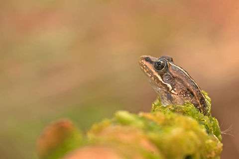 Prince waiting to kiss - Frog   Amphibians,Anura,Frog,Neobatrachia,Ranoidea