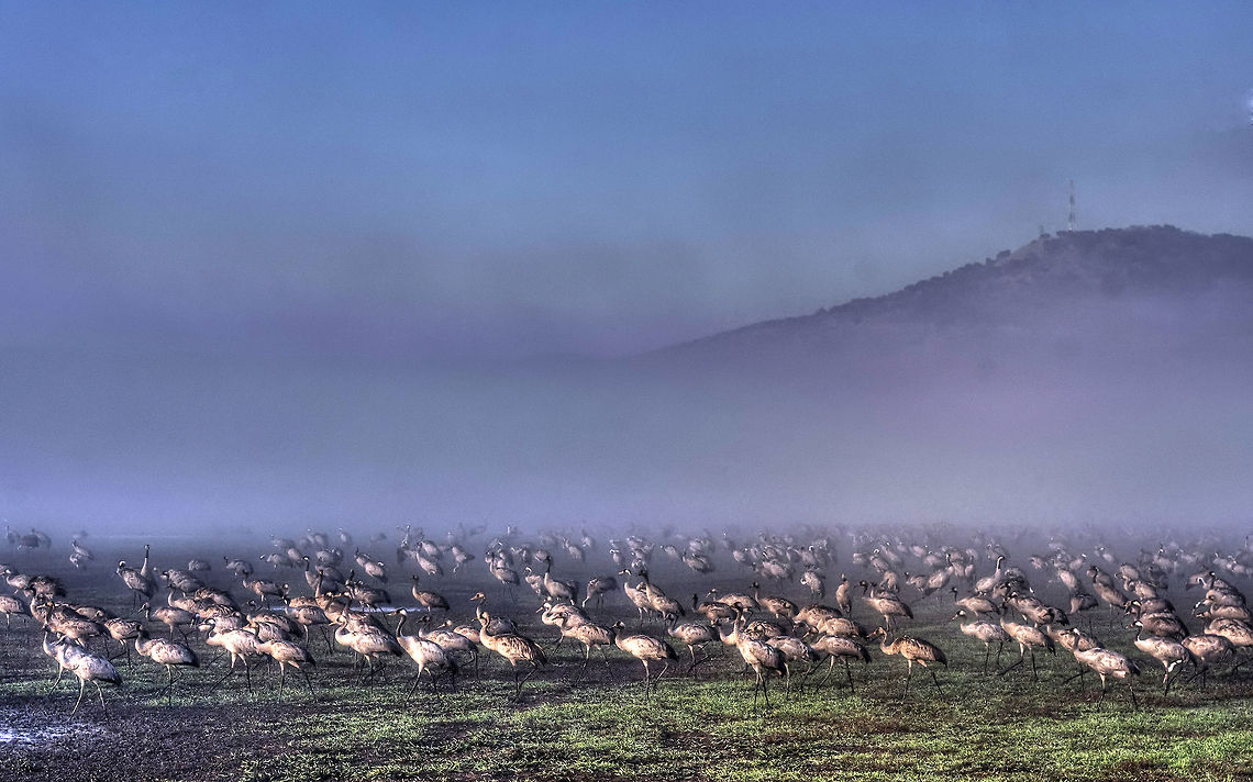 Grus grus in the fog A large population of Grus Grus (Common Cranes) in the fog. Aves,Common Crane,Crane,Geotagged,Grus grus,Israel,birds,fog